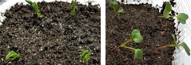 growth of peas and radishes 17