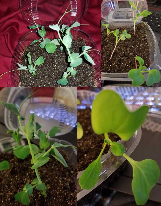 growth of peas and radishes 22